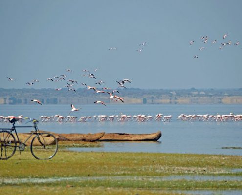 Lake Natron tijdens het regenseizoen met flamingo's die zich voeden met de gespecialiseerde sodabacteriën