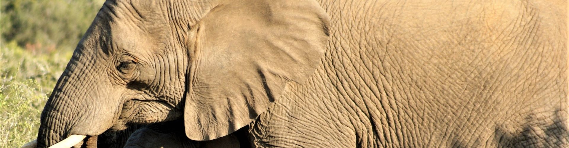 Close up foto van een Afrikaanse Pachyderm (olifant)