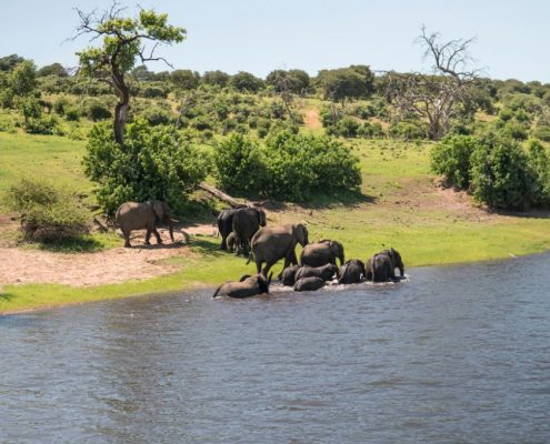 Een olifantenfamilie geniet van het verfrissende water van de Tarangire rivier