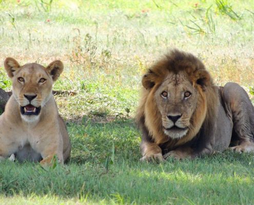 Een leeuwenpaar in de Serengeti tijdens het regenseizoen