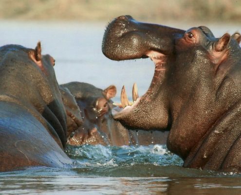 Vraag uw gids om één van de nijlpaardenpoelen in Lake Manyara Nationaal Park te bezoeken tijdens uw 8-daagse lodge safari in Tanzania.