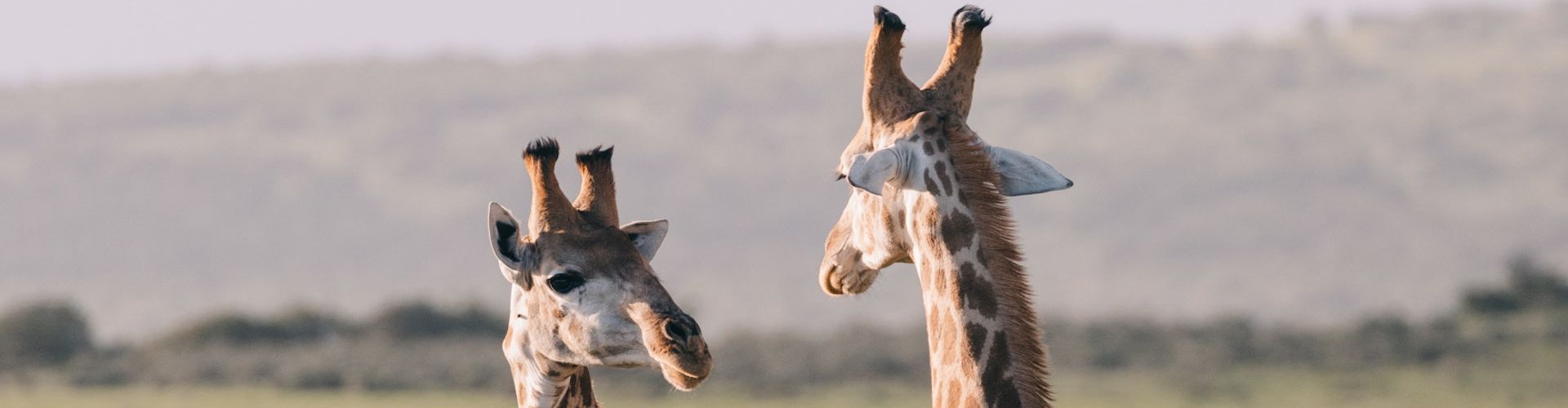 Twee giraffen die een gesprek voeren