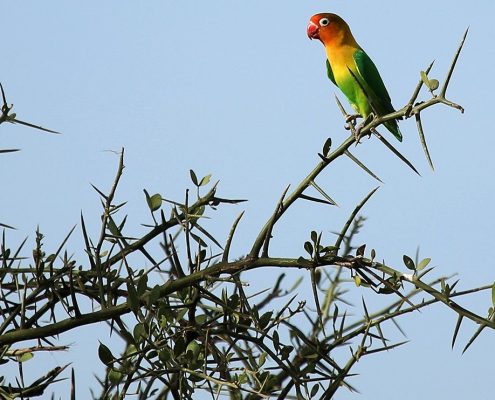 Een kleine kleurrijke vogel zittend op een doornboom in Arusha National Park