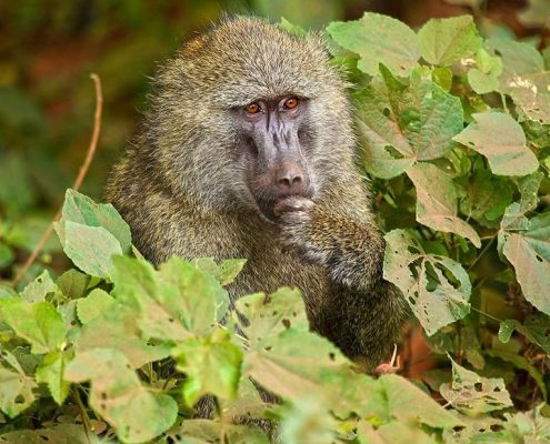 Een baviaan denkt na over de zin van het leven in Arusha Park