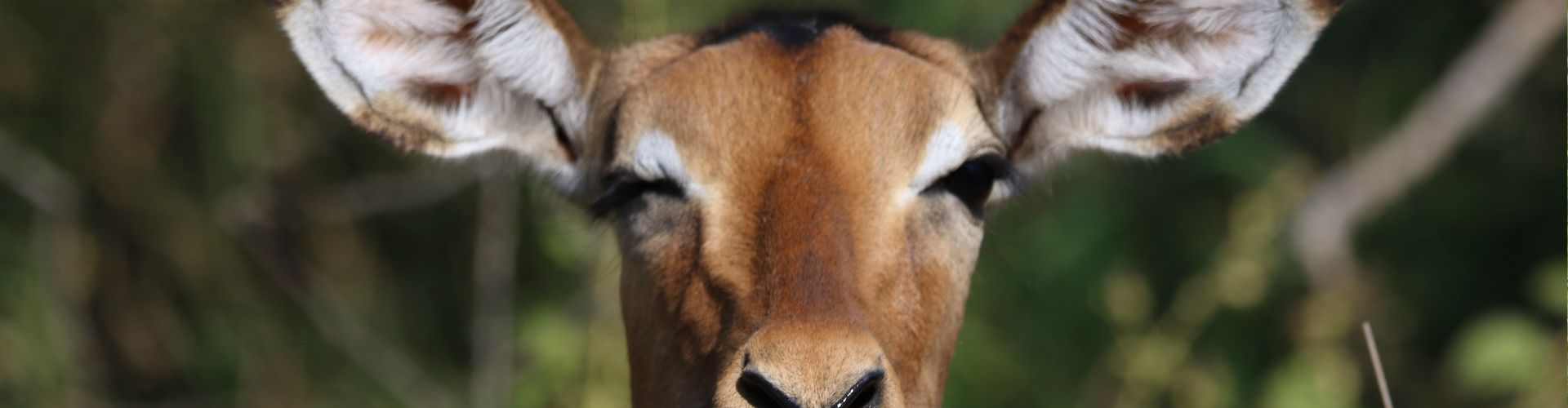 Close up van een antilope in Arusha Safari Park