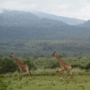 Arusha Nationaal Park Thumbnail