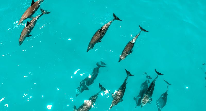 Meerdere dolfijnen zwemmen samen in de Indische Oceaan bij de archeplago van Zanzibar