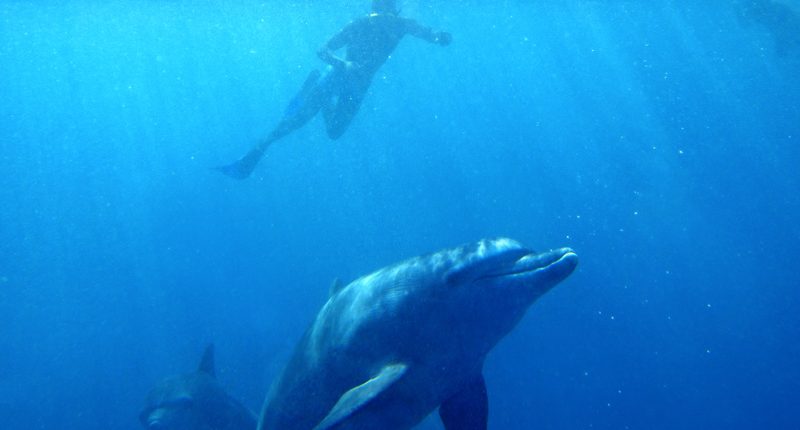 Een snorkelende gast zwemt met de dolfijnen bij de zuidkust van Zanzibar