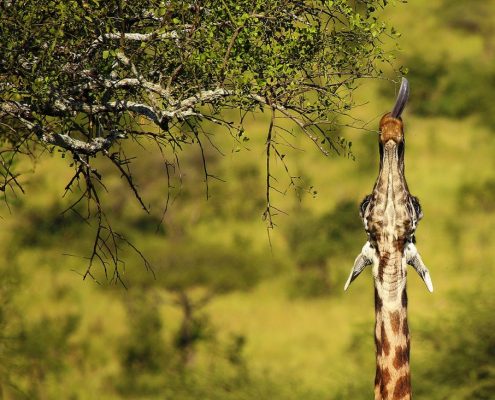 Een giraffe die zijn nek uitstrekt om vers doornig gebladerte te bereiken