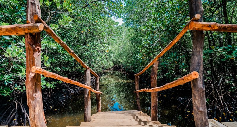 Een brug door het mangrovebos van Jozani