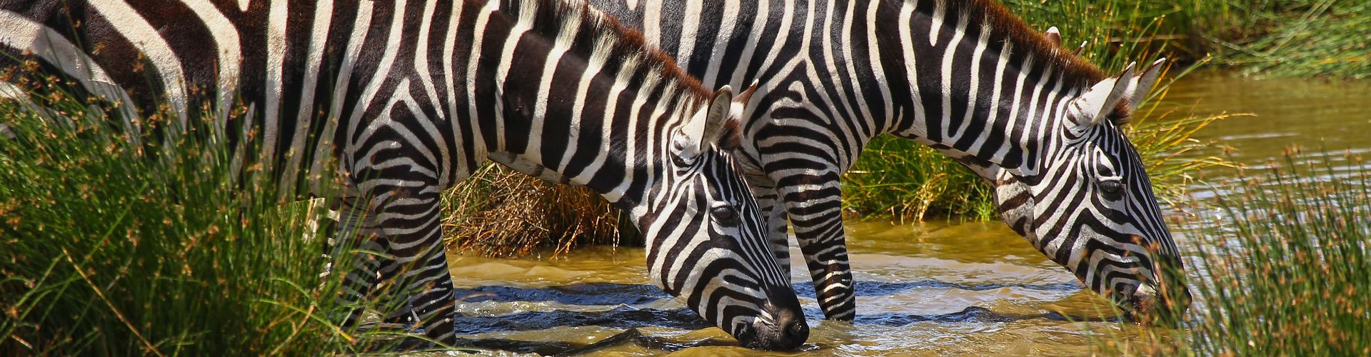 Zebra's drinken uit een beekje bij Lake Manyara