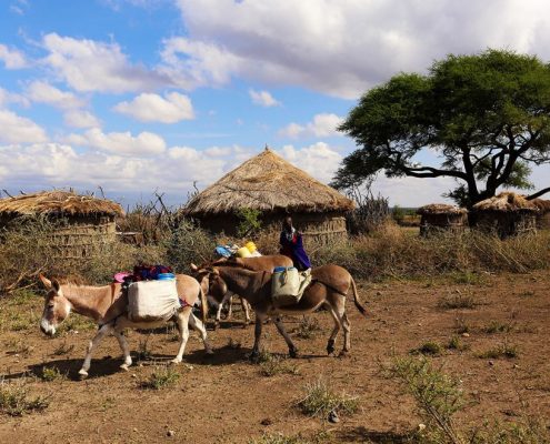 Een Maasai-vrouw vervoert goederen met behulp van ezels, met een traditioneel Maasai-dorp op de achtergrond