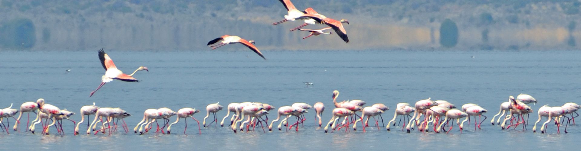Flamingo's bij Lake Natron