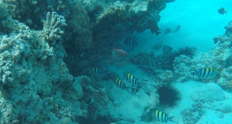 Geniet van de onderwaterwereld van Zanzibar met Shemeji Safari