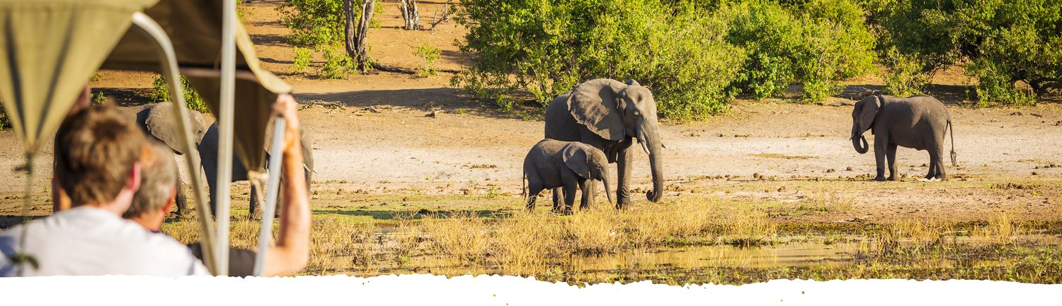 Safari gasten kijken naar olifanten in Tanzania