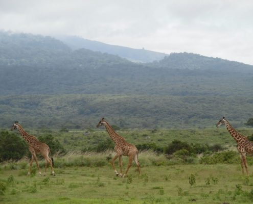 Giraffen in het Arusha Nationaal Park