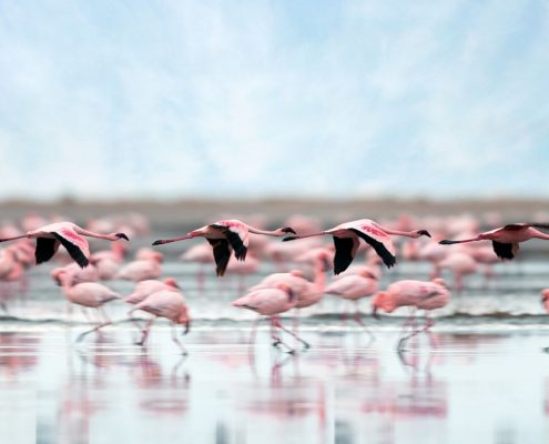 Kleine flamingo's in het Lake Natron