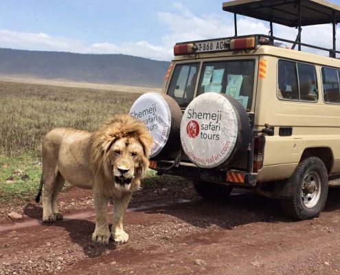 Een indrukwekkende leeuw naast een Shemeji Safari Truck in de belangrijkste caldera van het Ngorongoro Conservation Area.