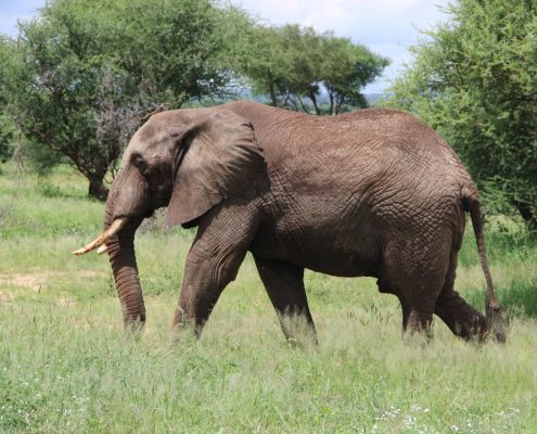 Een olifant in het Tarangire National Park in Tanzania