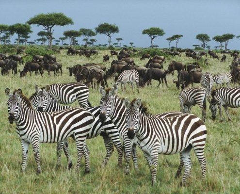 Een groep dieren van de grote migratie in het Serengeti Safari Park