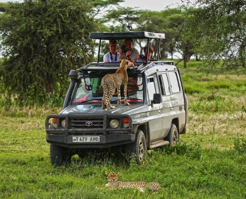 Een jachtluipaard staande op de motorkap van een Safari Truck in de Serengeti