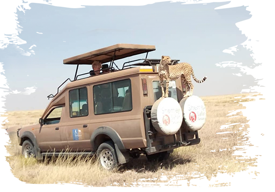 Plan uw Safari rondreis met Shemeji Safari