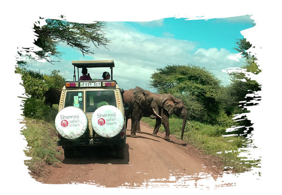 Geniet van kwaliteit Tanzania Safari Reizen met Shemeji Safari - Karibu Tanzania (Welkom in Tanzania)