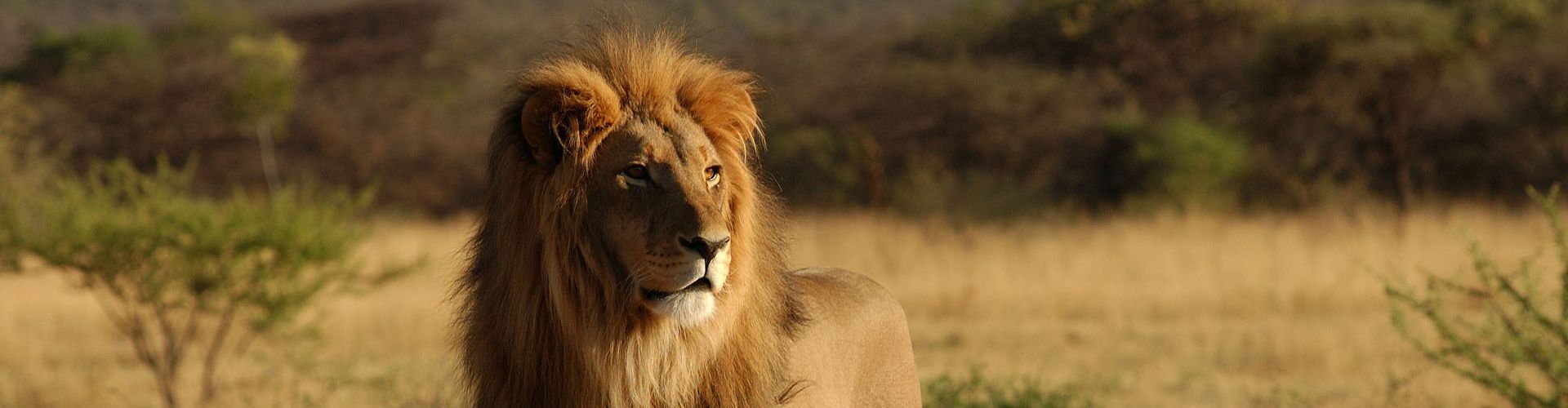 Ervaar Tanzania Safari Reizen van hoge kwaliteit met Shemeji Safari!