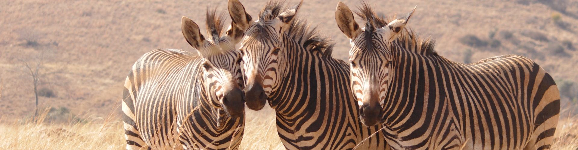 Neem contact op en geniet van een reis op maat met Shemeji Safari